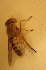 Tabanus australicus