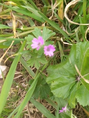 Geranium molle