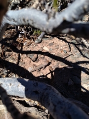 Liolaemus uspallatensis