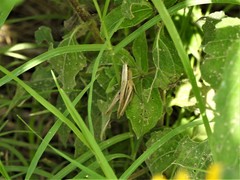 Amblytropidia australis