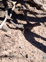 Liolaemus uspallatensis