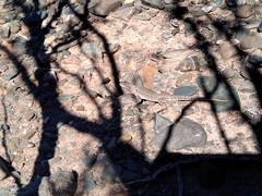 Liolaemus uspallatensis