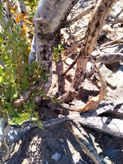 Liolaemus uspallatensis