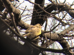 Chloris chloris