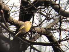 Chloris chloris