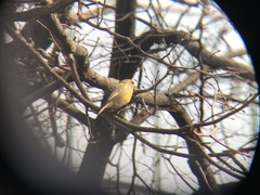 Chloris chloris