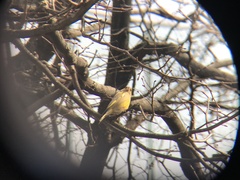 Chloris chloris