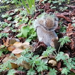 Sciurus carolinensis