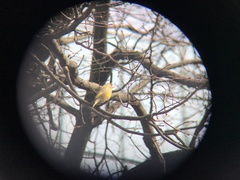 Chloris chloris