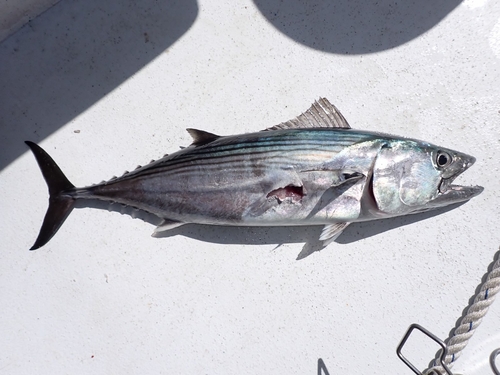 Eastern Pacific Bonito