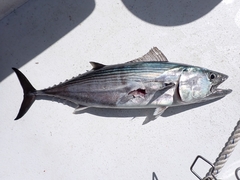 Pacific Bonito photo 3