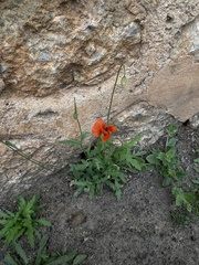 Papaver pinnatifidum