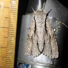 Acronicta texana