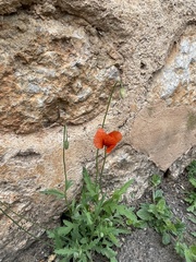 Papaver pinnatifidum