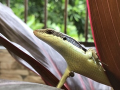 Eutropis longicaudata