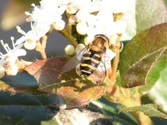 Syrphus torvus