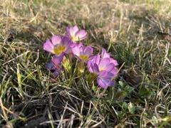 Primula × polyantha