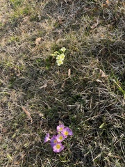 Primula × polyantha