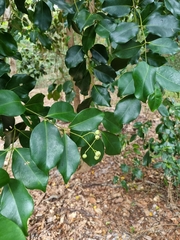 Syzygium hemilamprum
