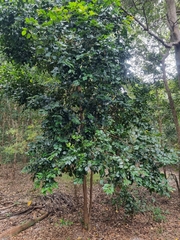 Syzygium hemilamprum