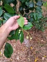 Syzygium hemilamprum