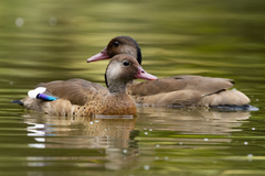 Amazonetta brasiliensis