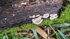 Schizophyllum commune