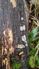 Schizophyllum commune