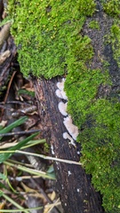 Schizophyllum commune