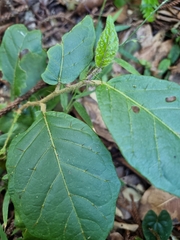 Solanum acanthodapis