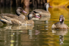 Amazonetta brasiliensis