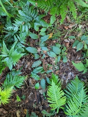 Solanum acanthodapis