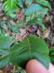 Solanum acanthodapis