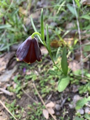 Fritillaria ehrhartii