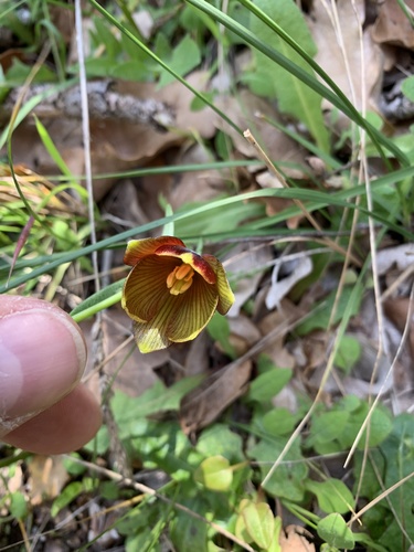 Fritillaria ehrhartii, photograph 1