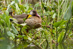 Amazonetta brasiliensis