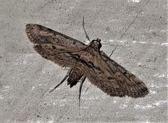 Parapoynx crisonalis