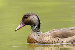 Amazonetta brasiliensis