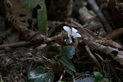 Viola canescens