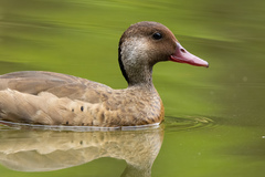 Amazonetta brasiliensis