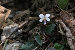 Viola canescens