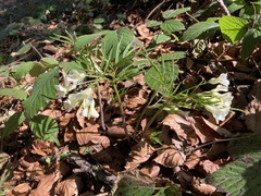 Cardamine kitaibelii