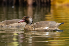 Amazonetta brasiliensis