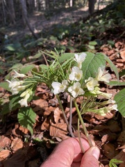 Cardamine kitaibelii