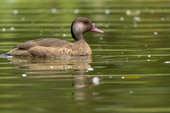Amazonetta brasiliensis