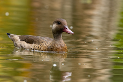 Amazonetta brasiliensis