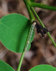 Bastilla joviana