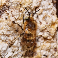 Anthophora crinipes