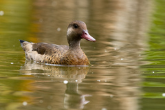 Amazonetta brasiliensis