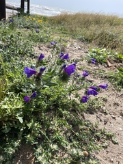 Echium sabulicola